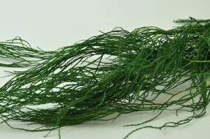 Lycopodium long stabilisé vert