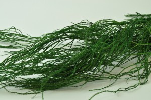 preserved-lycopodium-long-green.