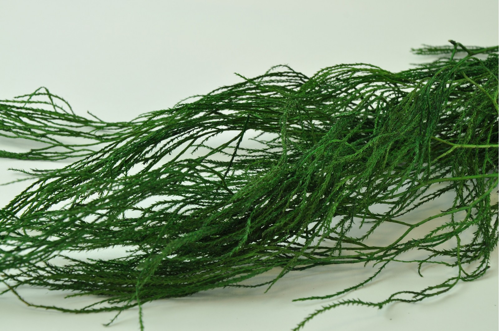Preserved Lycopodium long green (8)* preserved-lycopodium-long-green