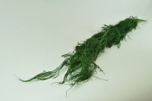 preserved-lycopodium-long-green.