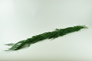 preserved-lycopodium-long-green.