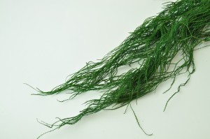 preserved-lycopodium-long-green.