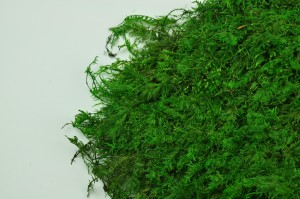 Preserved fern moss green (5)