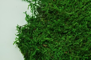 Mousse lycopodium stabilisée verte (80x40x20 cm)