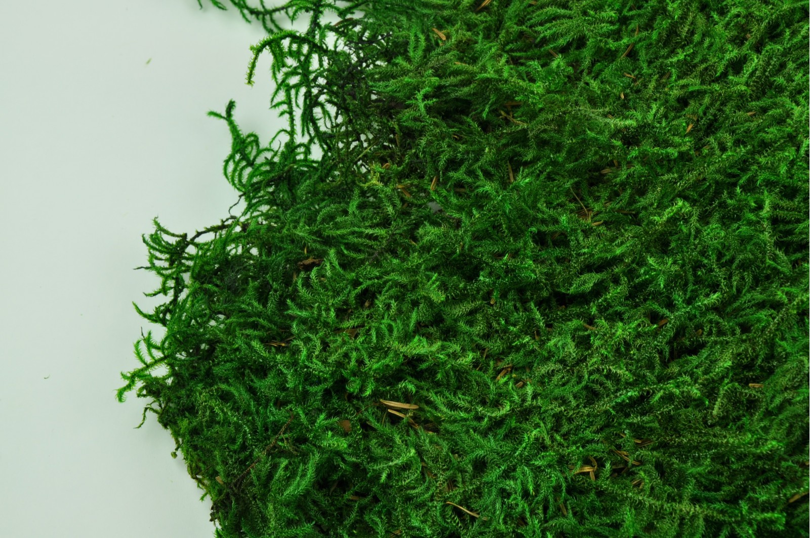 Mousse lycopodium stabilisée verte (80x40x20 cm) Mousse lycopodium stabilisée verte (80x40x20 cm)