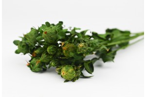 carthamus-stabilise-vert-6.