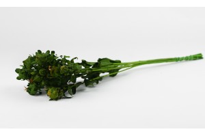 stabilisiert-carthamus-grun-6.