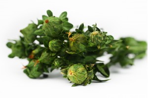 preserved-carthamus-green-6