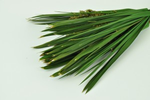 preserved-papyrus-green.