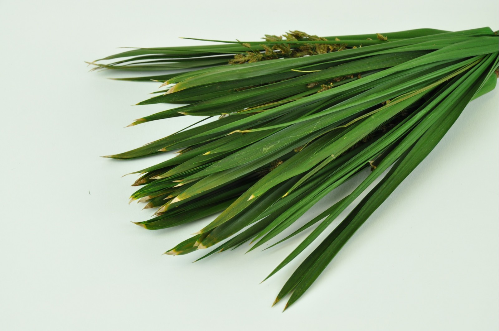 Preserved papyrus green (6) preserved-papyrus-green
