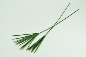 papyrus-stabilise-vert.
