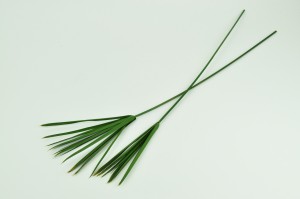 preserved-papyrus-green.