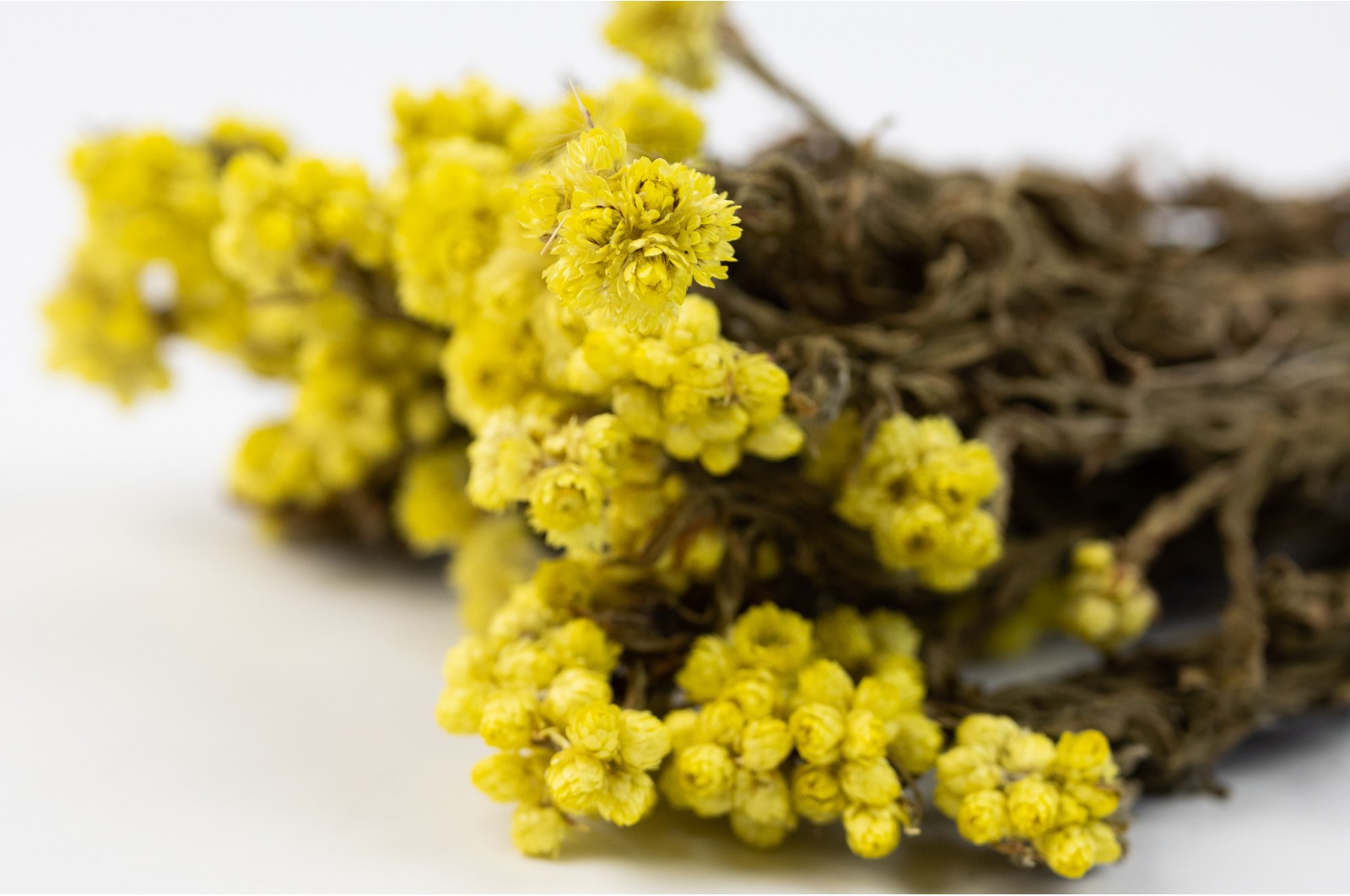 Dried Sanfordi natural (24) dried-sanfordi-natural-24