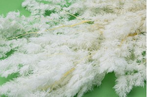 Preserved ming fern white/cream  (19)