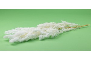 preserved-ming-fern-whitecream-ye.