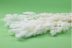 preserved-ming-fern-whitecream-ye.