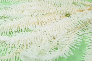 preserved-christmas-fern-19