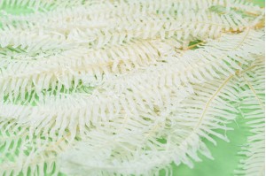 Preserved christmas fern white/cream (19)