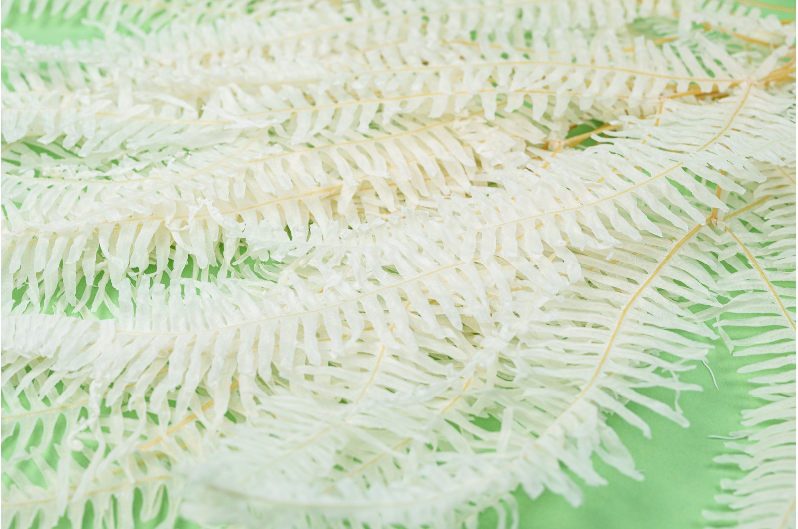 Preserved christmas fern white/cream (19) preserved-christmas-fern-whitecream-ye