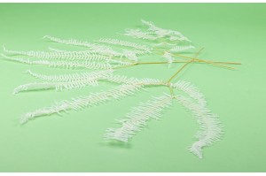 preserved-christmas-fern-whitecream-ye.