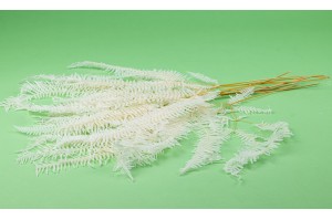 preserved-christmas-fern-whitecream-ye.