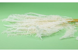 preserved-christmas-fern-whitecream-ye.