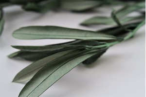 preserved-provencal-olive-green-11