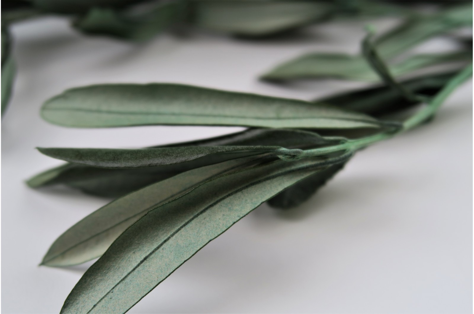 Preserved Provencal Olive green (11) preserved-provencal-olive-green-11