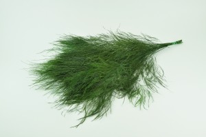 tree-fern-stabilise-vert-it.
