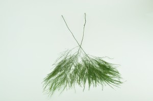 tree-fern-stabilise-vert-it.