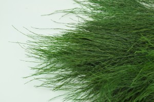 preserved-tiki-green-it