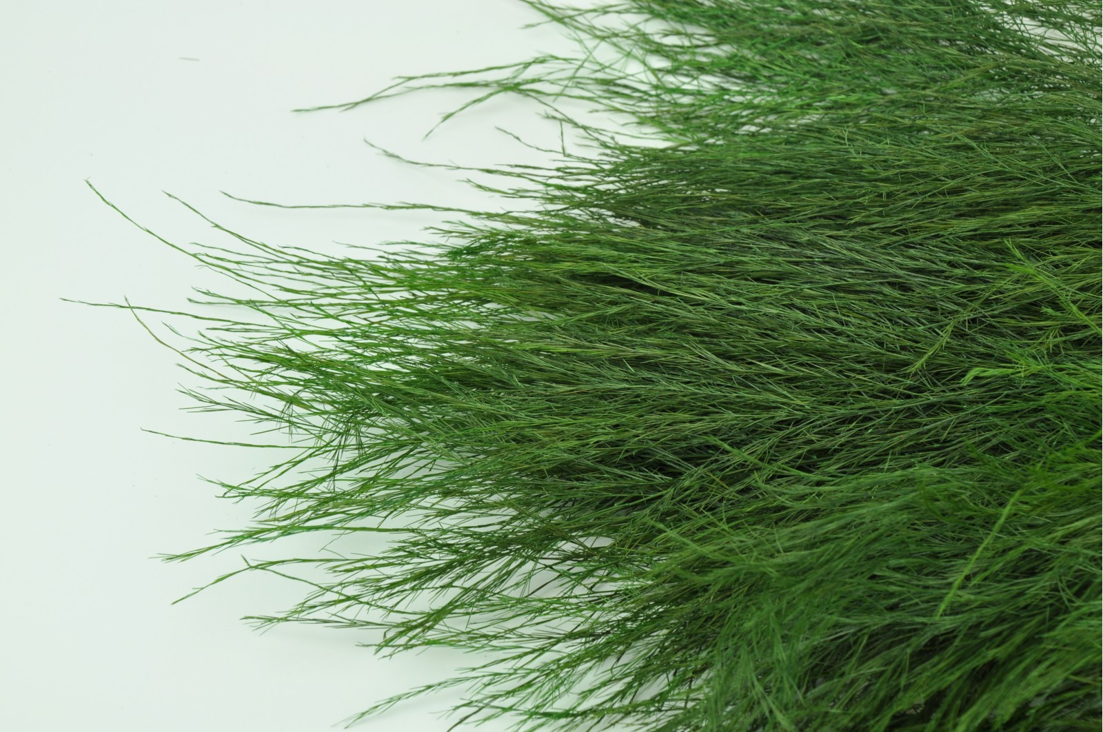 tree-fern-stabilise-vert-it