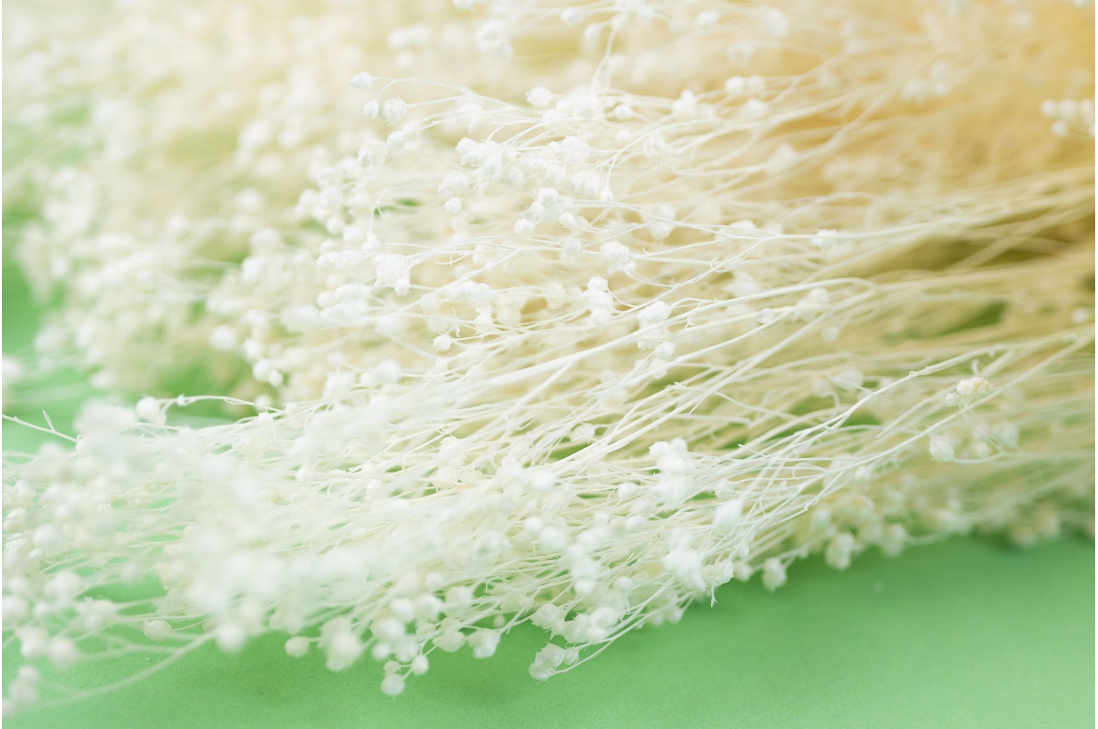Dried Broom white / cream (8) Dried Broom white / cream (8)