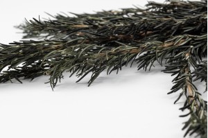 preserved-rosemary-green