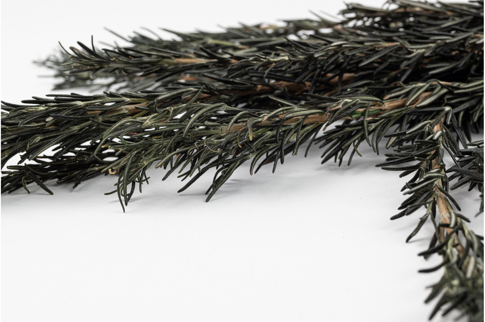 Preserved Rosemary (6) preserved-rosemary-6