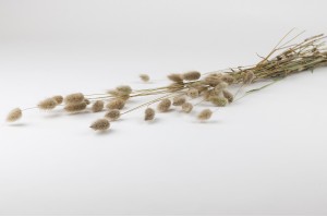dried-lagurus-18.
