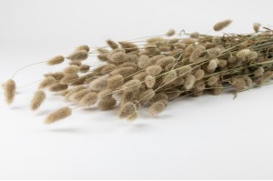 trockene-lagurus-18.