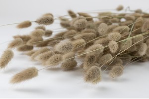 dried-lagurus-18