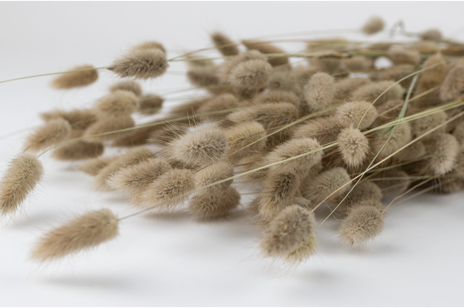 Dried lagurus (18) dried-lagurus-18