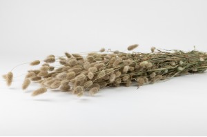 trockene-lagurus-18.