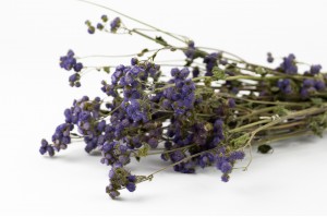trockene-ageratum-natur-18.