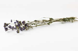 trockene-ageratum-natur-18.
