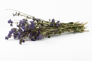 trockene-ageratum-natur-18.