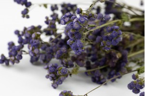 trockene-ageratum-natur-18