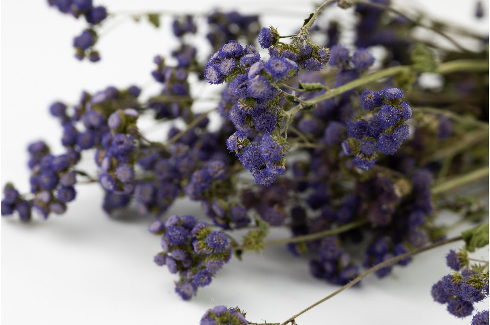 Trockene Ageratum - natur (18) trockene-ageratum-natur-18