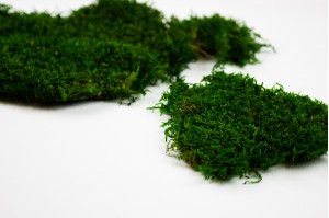 Preserved flat moss green (26)