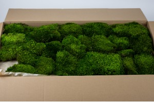 Preserved Provence moss green bulk box (26)