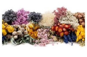 Dried plants for professionals – Phocealys Wholesaler