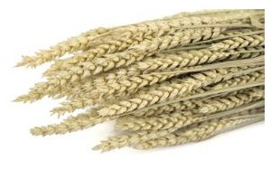 Graminées séchées
