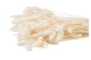 Lagurus secs